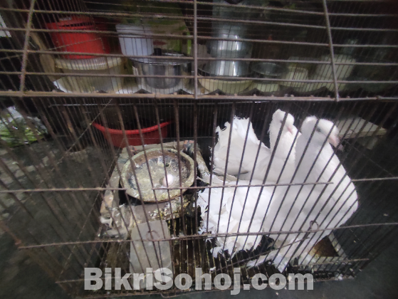 লক্ষা কবুতর